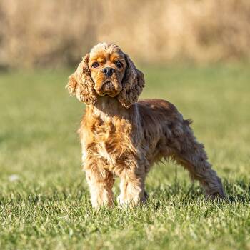 Rescue Cocker Spaniel Dogs for Adoption in Council Bluffs, Iowa - Rio | PetCurious