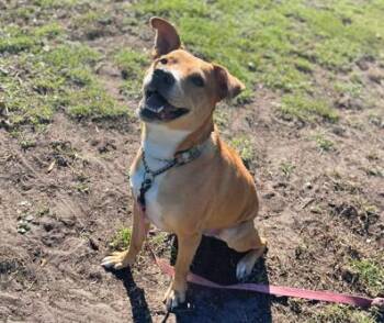 Rescue Mixed Breed Dogs for Adoption in Fernandina Beach, Florida - PJ | PetCurious