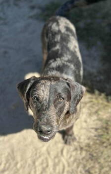 Rescue Catahoula Leopard Dog Dogs for Adoption in Charlotte, North Carolina - Ashby | PetCurious