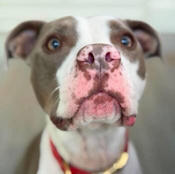 Solstice -  American Staffordshire Terrier and Mixed Breed Dog for Adoption in New York, New York - Solstice | PetCurious