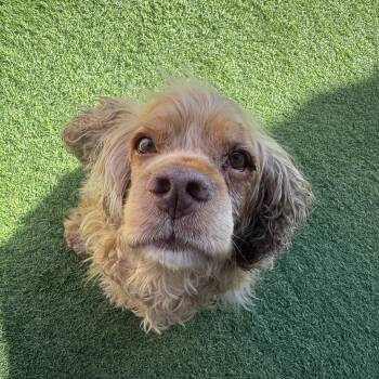 Cocker Spaniel Dogs Available for Adoption in Las Vegas, Nevada - Frank Gallagher | PetCurious