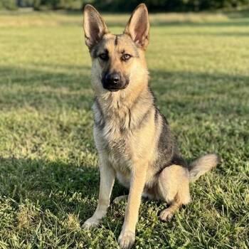 Chevy -  German Shepherd Dog Dog for Adoption in Pittsfield, Illinois - Chevy | PetCurious