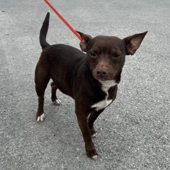Chihuahua and Mixed Breed Dogs Available for Adoption - Pauly | PetCurious