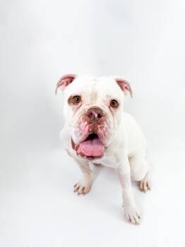 Rescue English Bulldog and Bulldog Dogs for Adoption in Scottsdale, Arizona - Casper | PetCurious
