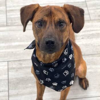 Fozzie -  Mixed Breed Dog for Adoption in Lufkin, Texas - Fozzie | PetCurious