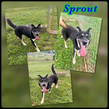 Sprout -  German Shepherd Dog and Mixed Breed Dog for Adoption in Blountville, Tennessee - Sprout | PetCurious