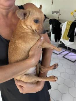 KIKI -  Chihuahua Dog for Adoption in Doral, Florida - KIKI | PetCurious