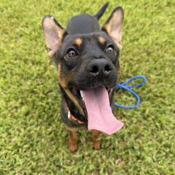 Chester -  Mixed Breed Dog for Adoption in Pearland, Texas - Chester | PetCurious