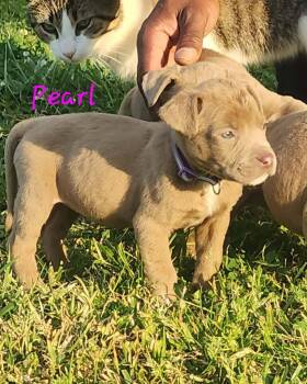 Mixed Breed Dogs Available for Adoption in Taycheedah, Wisconsin - Pearl | PetCurious