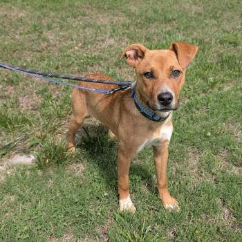 Larry -  Pit Bull Terrier and Mixed Breed Dog for Adoption in Greensboro, North Carolina - Larry | PetCurious