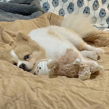 Arnold -  Pomeranian Dog for Adoption in Chatham, New Jersey - Arnold | PetCurious