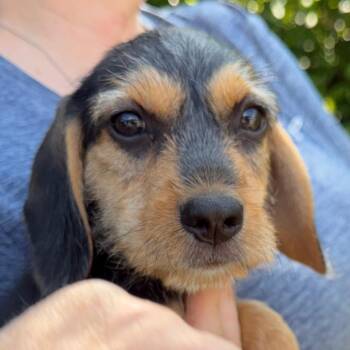 Luke -  Beagle and Cairn Terrier Dog for Adoption in Sequatchie, Tennessee - Luke | PetCurious