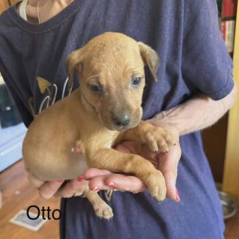 Otto -  Labrador Retriever and Mixed Breed Dog for Adoption - Otto | PetCurious