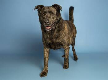 GRIZZ -  Labrador Retriever and Mixed Breed Dog for Adoption in Phoenix, Arizona - GRIZZ | PetCurious