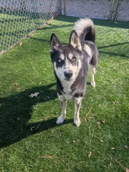 Rescue Husky and Mixed Breed Dogs for Adoption in Louisburg, North Carolina - Bailey | PetCurious