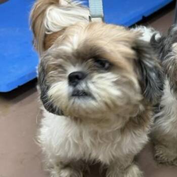 Sina -  Shih Tzu Dog for Adoption in Northbrook, Illinois - Sina | PetCurious