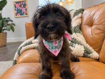 Muffin Blueberry Bliss Pastry -  Miniature Schnauzer and Border Terrier Dog for Adoption in Friendswood, Texas - Muffin Blueberry Bliss Pastry | PetCurious