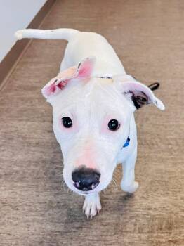 Flo -  American Bully Dog for Adoption in Edmonton, Alberta - Flo | PetCurious