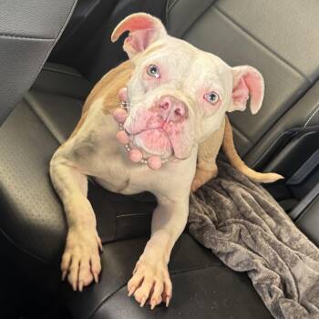 Banelli -  American Staffordshire Terrier Dog for Adoption in Crosby, Texas - Banelli | PetCurious
