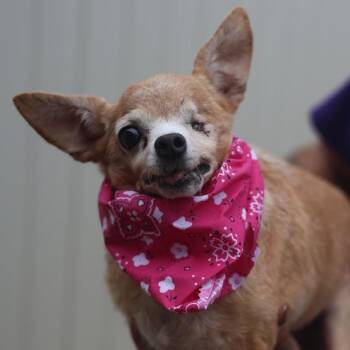 A813430 -  Chihuahua Dog for Adoption in San Antonio, Texas - A813430 | PetCurious