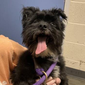 Leo -  Mixed Breed Dog for Adoption in Dekalb, Illinois - Leo | PetCurious