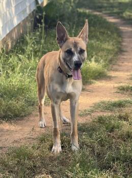 Kinley -  German Shepherd Dog Dog for Adoption in Meeker, Oklahoma - Kinley | PetCurious