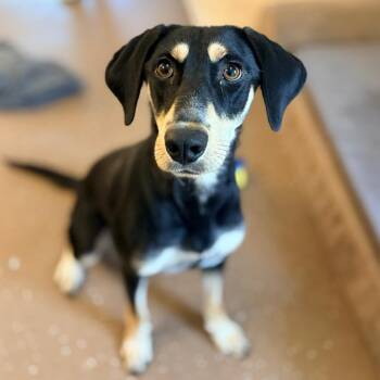 Kalani -  Hound and Mixed Breed Dog for Adoption in Belleville, Illinois - Kalani | PetCurious