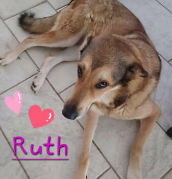 Ruth -  Anatolian Shepherd Dog for Adoption in Bowie, Texas - Ruth | PetCurious