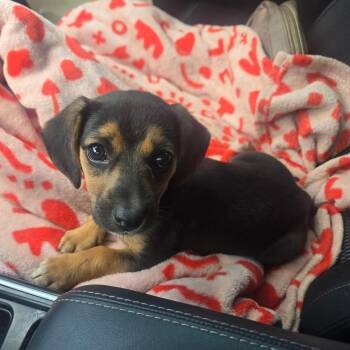 Shepherd and Hound Dogs Available for Adoption in Waxhaw, North Carolina - Sadie  | PetCurious