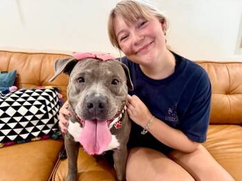 Pit Bull Terrier and American Bully Dogs Available for Adoption -  Thea Pretty Baby Loves Her Humans | PetCurious