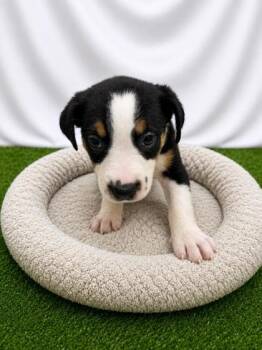 JheriRedding -  Mixed Breed Dog for Adoption in Covington, Louisiana - JheriRedding | PetCurious