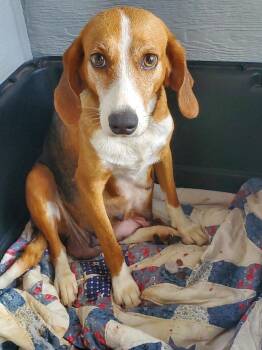 Sally 6/12 -  Beagle Dog for Adoption in Elmsford, New York - Sally 6/12 | PetCurious