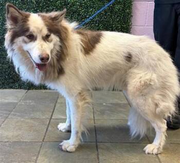 61647627 -  Husky and Mixed Breed Dog for Adoption in El Paso, Texas - 61647627 | PetCurious