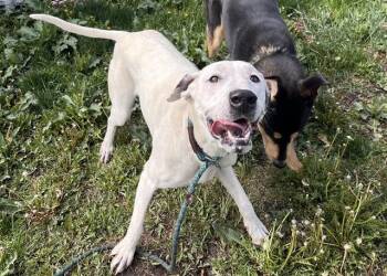 Great Dane and Mixed Breed Dogs Available for Adoption in Colorado Springs, Colorado - NALA | PetCurious
