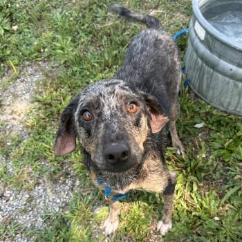 Christine -  Mixed Breed Dog for Adoption in Cape Girardeau, Missouri - Christine | PetCurious