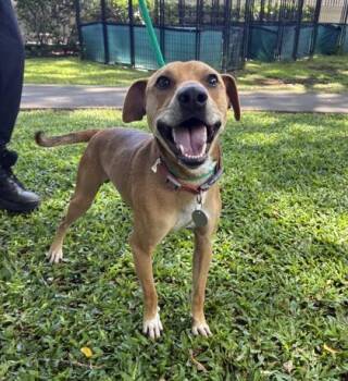 Toasty Bagel -  Mixed Breed Dog for Adoption in Honolulu, Hawaii - Toasty Bagel | PetCurious