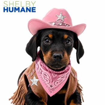 Beth -  Mixed Breed Dog for Adoption in Columbiana, Alabama - Beth | PetCurious
