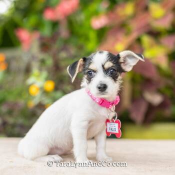 Falls -  Chihuahua Dog for Adoption in Wake Forest, North Carolina - Falls | PetCurious