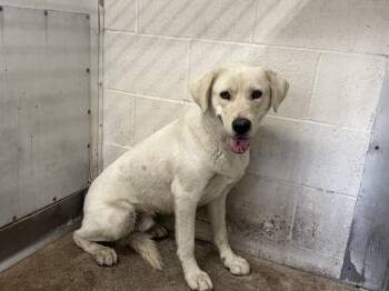 CODY -  Labrador Retriever Dog for Adoption in San Bernardino, California - CODY | PetCurious