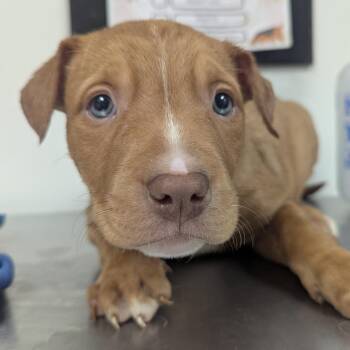 Retriever and Pit Bull Terrier Dogs Available for Adoption - Doughboy | PetCurious