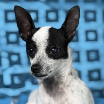 Reagan -  Rat Terrier Dog for Adoption in Hondo, Texas - Reagan | PetCurious