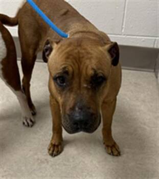 Rescue Pit Bull Terrier Dogs for Adoption in Saginaw, Michigan - SHANIA | PetCurious