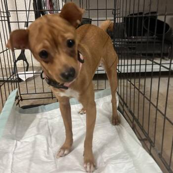 Terrier Dogs Available for Adoption in Edinburg, Texas - Honey Butter Biscuit | PetCurious