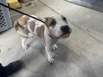 MAESTRO -  Pit Bull Terrier Dog for Adoption in Texas City, Texas - MAESTRO | PetCurious