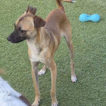 Timon -  Chihuahua Dog for Adoption in Carrollton, Texas - Timon | PetCurious