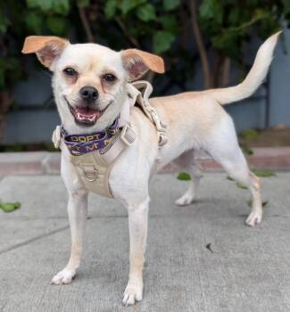 Chug and Pug Dogs Available for Adoption in Los Angeles, California - Mandy | PetCurious