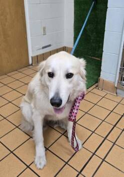 Gracey -  Great Pyrenees and Mixed Breed Dog for Adoption in Gainesville, Florida - Gracey | PetCurious