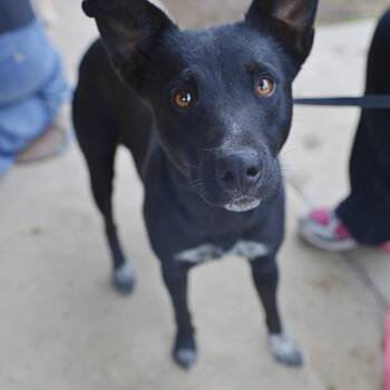 Australian Shepherd Dogs Available for Adoption - DARLA | PetCurious