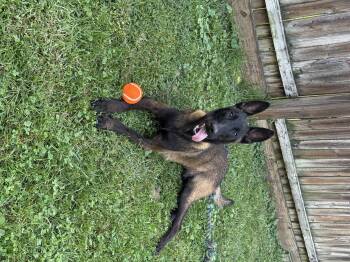 Knox -  Belgian Shepherd Malinois Dog for Adoption in Stahlstown, Pennsylvania - Knox | PetCurious