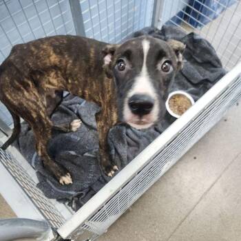 Babear -  American Bulldog Dog for Adoption in Kingman, Arizona - Babear | PetCurious
